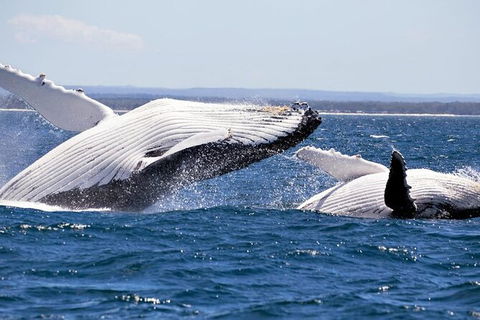 Whale Watching Jervis Bay - Accommodation BNB 4