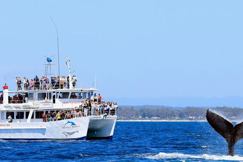 Whale Watching Jervis Bay - Accommodation BNB 6