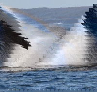 Jervis Bay Whale Watching Tour - Accommodation BNB