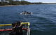 Jervis Bay Boom Netting And Dolphins Tour - thumb 6