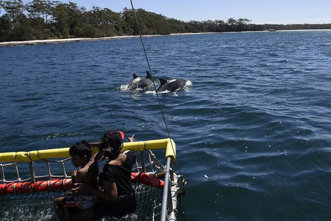 Jervis Bay Boom Netting And Dolphins Tour - Accommodation BNB 6
