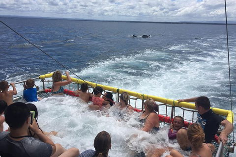 Jervis Bay Boom Netting And Dolphins Tour - Accommodation BNB 14