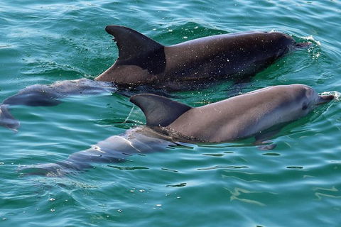 Jervis Bay Boom Netting And Dolphins Tour - Accommodation BNB 13