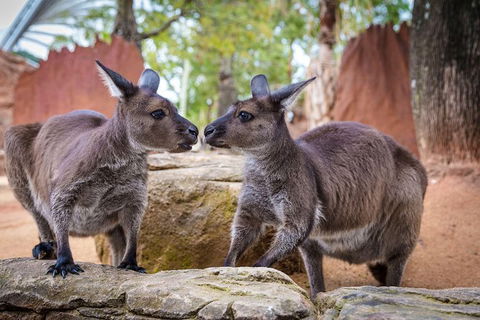 WILD LIFE Sydney Entrance Ticket - Accommodation BNB 1