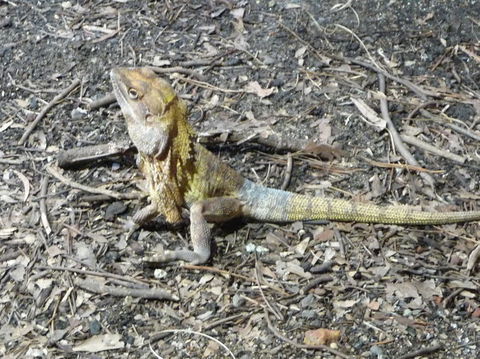 WILD LIFE Sydney Entrance Ticket - Accommodation BNB 9