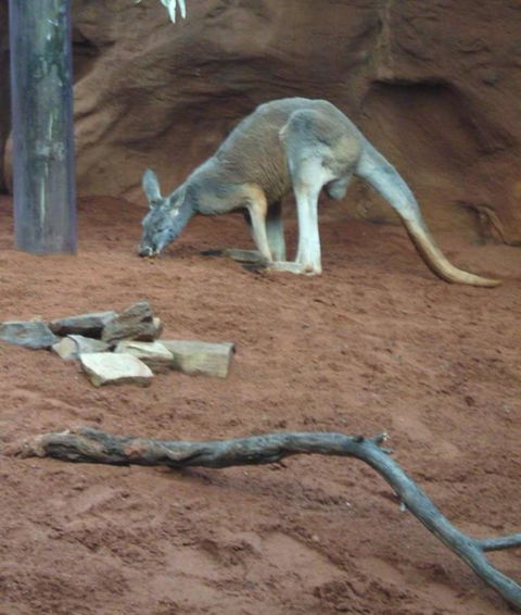 WILD LIFE Sydney Entrance Ticket - Accommodation BNB 14