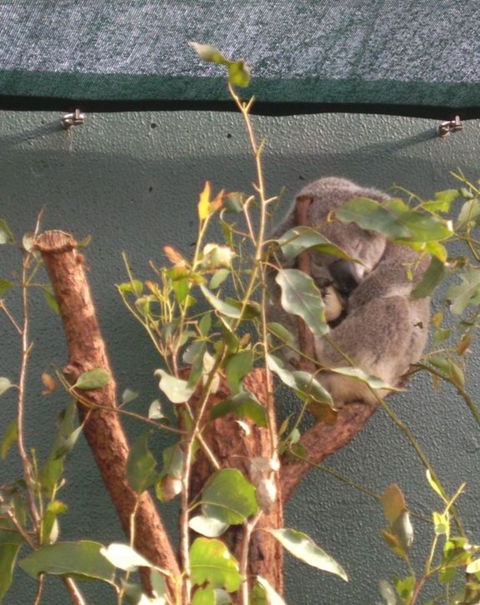 WILD LIFE Sydney Entrance Ticket - Accommodation BNB 15