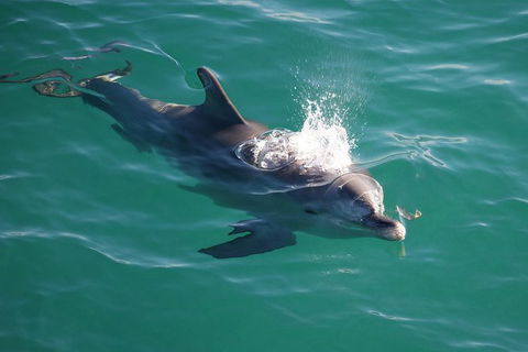 Jervis Bay Dolphin Watch Cruise - Accommodation BNB 1