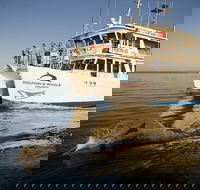 Jervis Bay Dolphin Watch Cruise - Accommodation BNB
