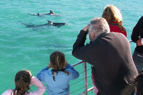 Jervis Bay Dolphin Watch Cruise - Accommodation BNB 4