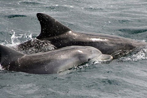 Jervis Bay Dolphin Watch Cruise - Accommodation BNB 5
