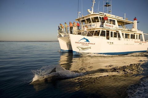 Jervis Bay Dolphin Watch Cruise - Accommodation BNB 2