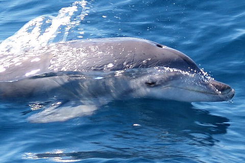 Jervis Bay Dolphin Watch Cruise - Accommodation BNB 3