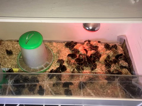 Meet The Animals - Accommodation BNB 2