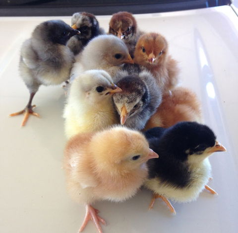 Meet The Animals - Accommodation BNB 1