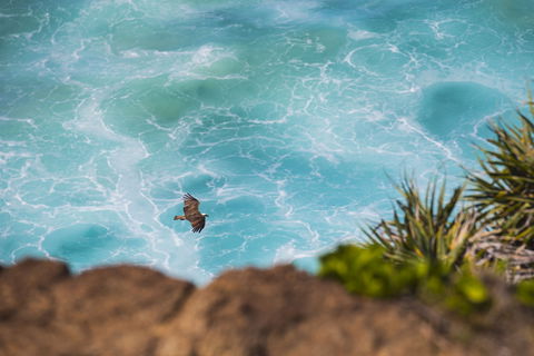 Birdwatching On The Fraser Coast - Accommodation BNB 0