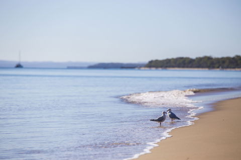 Birdwatching On The Fraser Coast - Accommodation BNB 2