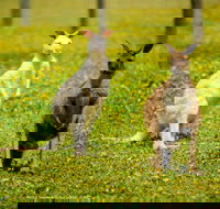 Bordertown Wildlife Park - Accommodation BNB