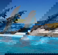 Dolphin Marine Conservation Park - Accommodation BNB