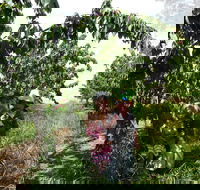 Harben Vale Pick Your Own Cherries - Accommodation BNB