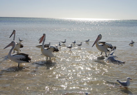 Hardwicke Bay - Accommodation BNB 2