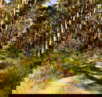 Mining Road Fire Trail Old Gibber Road Rire Trail - Accommodation BNB
