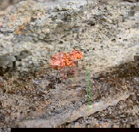 Moorooduc Quarry Walk  Stairs Circuit - Accommodation BNB