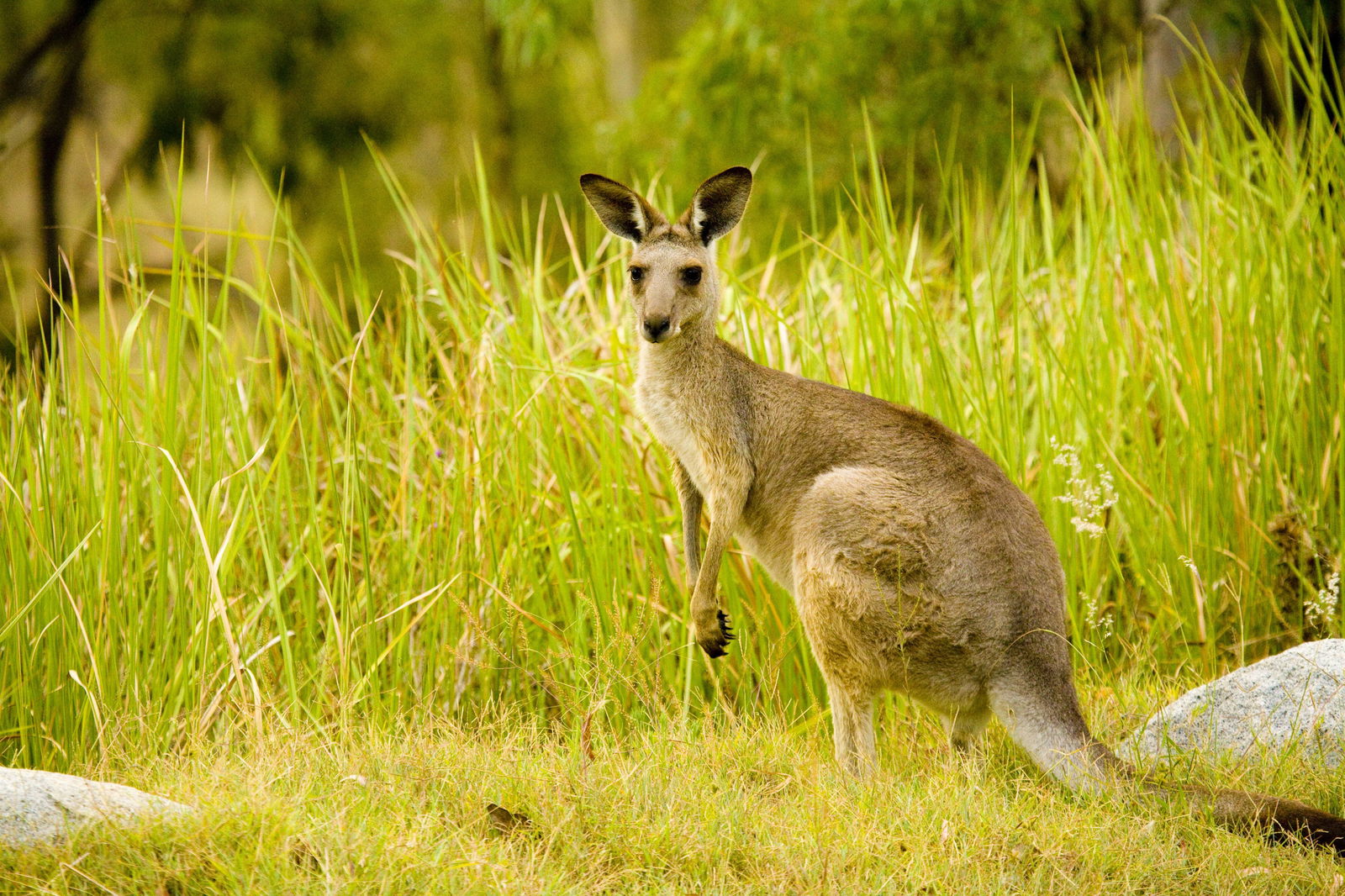 Perseverance QLD Accommodation BNB
