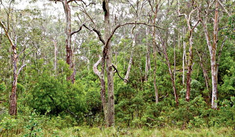 Scutts Hut Trail - Accommodation BNB 0