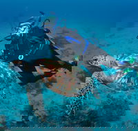 Second Reef Dive Site - Accommodation BNB