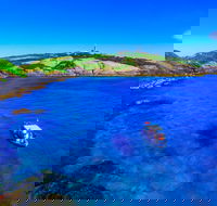 Snorkelling Montague Island - Accommodation BNB