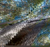 Wallumatta Nature Reserve - Accommodation BNB