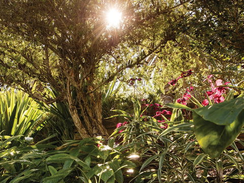 Wendy Whiteley's Secret Garden - Accommodation BNB 1