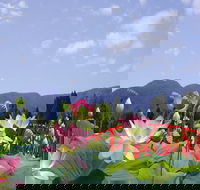 Blue Lotus Water Garden - Accommodation BNB