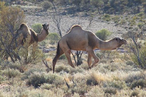 Canning Stock Route - Accommodation BNB 0