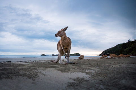 Cape Hillsborough - Accommodation BNB 1