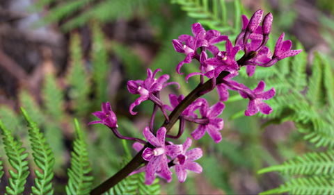 Cassinia Walking Track - Accommodation BNB 0