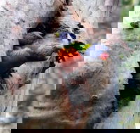 Cumberland State Forest - Accommodation BNB