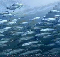 Egg Rock Dive Site - Accommodation BNB