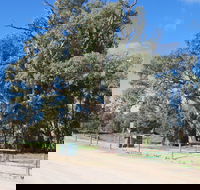 Giant Gum Tree - Accommodation BNB