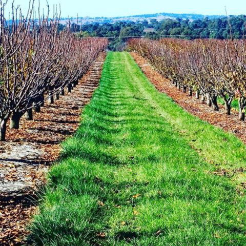 Hall Family Orchards - Accommodation BNB 0