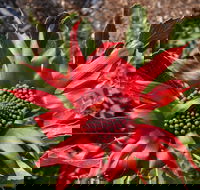 Inverawe Native Gardens - Accommodation BNB