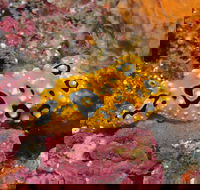 Magic Mountain Dive Site - Accommodation BNB