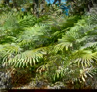Mungo Rainforest Walk - Accommodation BNB