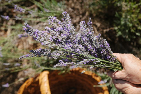 Nannup Lavender Farm - Accommodation BNB 2