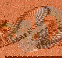Red Desert Reptiles - Accommodation BNB