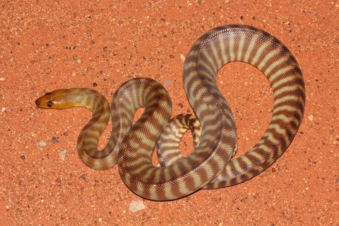 Red Desert Reptiles - Accommodation BNB 0