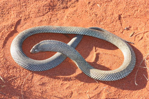 Red Desert Reptiles - Accommodation BNB 1