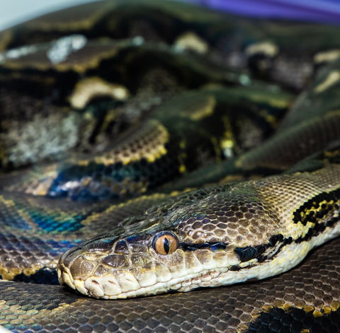 Serpentarium Wildlife Park Tasmania - Accommodation BNB 1