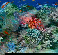 Steve's Bommie Dive Site - Accommodation BNB